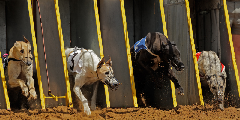 apuestas carreras de galgos online apuestas carreras de galgos online