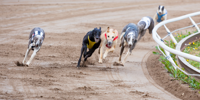 apuestas en carreras valor de galgos apuestas en carreras valor de galgos