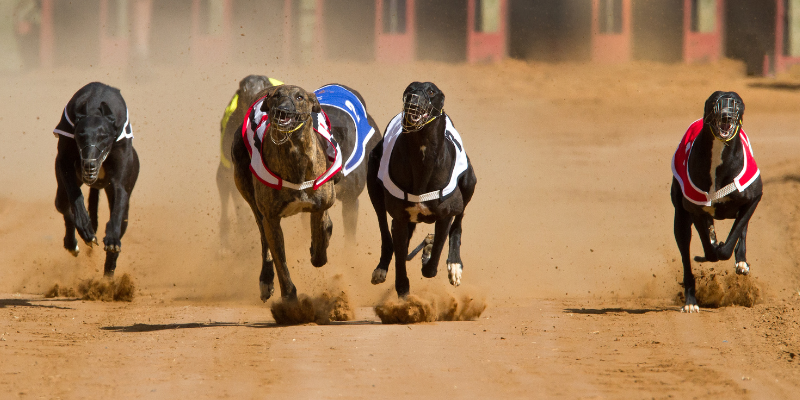 carrera de galgos apuestas carrera de galgos apuestas