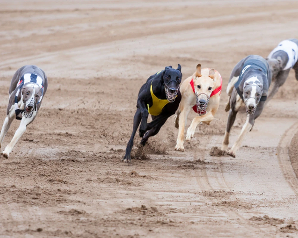 apuestas-galgos