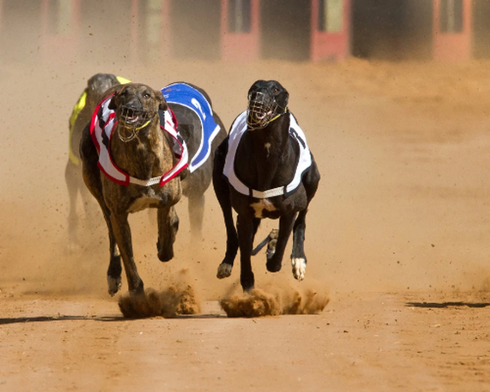 apuestas-carreras-de-galgos